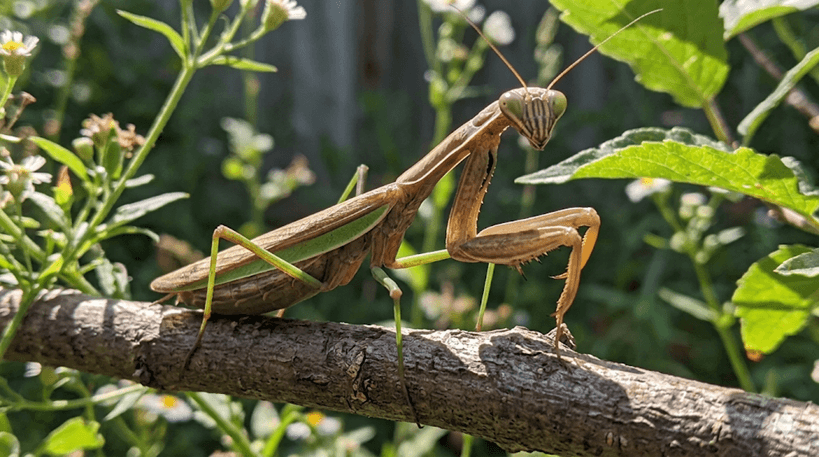 Praying Mantis (Chinese)